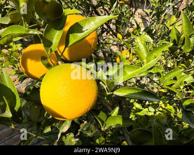 Fruit orange non mûr accroché à un arbre Banque D'Images