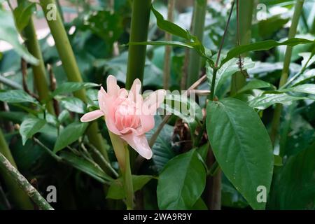 Fleur tropicale Belle torche de fleur rose rouge fleur locale de gingembre dans la nature avec des fleurs colorées distinctives. Banque D'Images