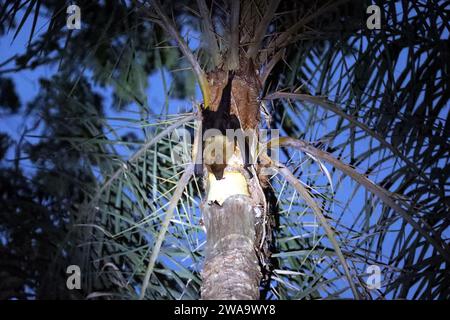 Une chauve-souris est assise sur un arbre pour boire du jus de datte cru dans la banlieue de Munshiganj à Dhaka, au Bangladesh, le 2 janvier 2024. Nipah est une maladie virale mortelle. La Direction générale de la lutte contre la maladie de la Direction de la santé du Bangladesh a publié un message urgent sur la santé au sujet de Nipah. Selon le message du ministère de la Santé, le jus de datte cru est mélangé avec des excréments de chauve-souris et de la salive, et les excréments et la salive contiennent le virus Nipah. En conséquence, les gens peuvent être infectés par le virus Nipah s'ils boivent le jus cru de dattes. À l'heure actuelle, outre les adultes et les enfants sont plus touchés par le virus Nipah. Plus de 70 % de Banque D'Images