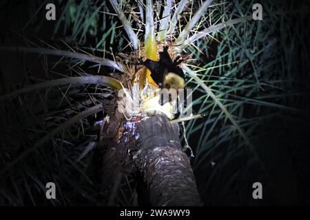 Une chauve-souris est assise sur un arbre pour boire du jus de datte cru dans la banlieue de Munshiganj à Dhaka, au Bangladesh, le 2 janvier 2024. Nipah est une maladie virale mortelle. La Direction générale de la lutte contre la maladie de la Direction de la santé du Bangladesh a publié un message urgent sur la santé au sujet de Nipah. Selon le message du ministère de la Santé, le jus de datte cru est mélangé avec des excréments de chauve-souris et de la salive, et les excréments et la salive contiennent le virus Nipah. En conséquence, les gens peuvent être infectés par le virus Nipah s'ils boivent le jus cru de dattes. À l'heure actuelle, outre les adultes et les enfants sont plus touchés par le virus Nipah. Plus de 70 % de Banque D'Images