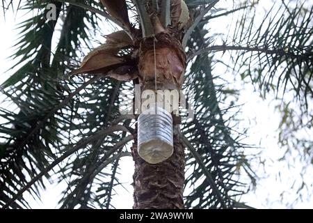 Une chauve-souris est assise sur un arbre pour boire du jus de datte cru dans la banlieue de Munshiganj à Dhaka, au Bangladesh, le 2 janvier 2024. Nipah est une maladie virale mortelle. La Direction générale de la lutte contre la maladie de la Direction de la santé du Bangladesh a publié un message urgent sur la santé au sujet de Nipah. Selon le message du ministère de la Santé, le jus de datte cru est mélangé avec des excréments de chauve-souris et de la salive, et les excréments et la salive contiennent le virus Nipah. En conséquence, les gens peuvent être infectés par le virus Nipah s'ils boivent le jus cru de dattes. À l'heure actuelle, outre les adultes et les enfants sont plus touchés par le virus Nipah. Plus de 70 % de Banque D'Images