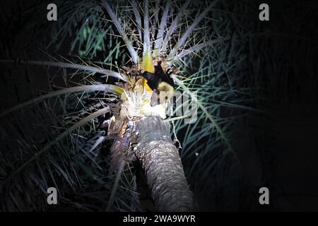 Une chauve-souris est assise sur un arbre pour boire du jus de datte cru dans la banlieue de Munshiganj à Dhaka, au Bangladesh, le 2 janvier 2024. Nipah est une maladie virale mortelle. La Direction générale de la lutte contre la maladie de la Direction de la santé du Bangladesh a publié un message urgent sur la santé au sujet de Nipah. Selon le message du ministère de la Santé, le jus de datte cru est mélangé avec des excréments de chauve-souris et de la salive, et les excréments et la salive contiennent le virus Nipah. En conséquence, les gens peuvent être infectés par le virus Nipah s'ils boivent le jus cru de dattes. À l'heure actuelle, outre les adultes et les enfants sont plus touchés par le virus Nipah. Plus de 70 % de Banque D'Images