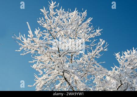 Cerisier oiseau en hiver, branches et brindilles couvertes de neige. Prunus padus Allemagne du Sud Banque D'Images