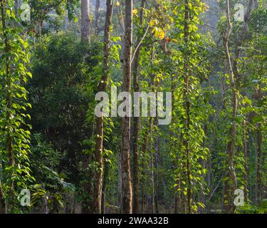 Vue panoramique du paysage forestier de Piper betle aka betel vigne poussant sur les arbres dans le parc national Lawachara, Srimongol, Bangladesh Banque D'Images