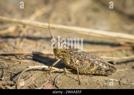 Un criquet italien (Calliptamus italicus) reposant sur le sol, journée ensoleillée en été, Vienne (Autriche) Banque D'Images