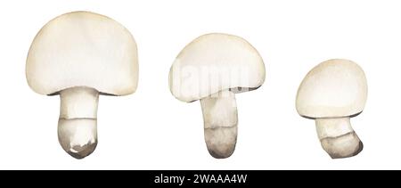 Aquarelle jeu d'illustrations champignons de champignon, clipart de champignon. Champignon aquarelle dessiné à la main , éléments graphiques Banque D'Images