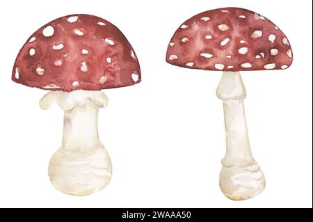 Ensemble d'illustrations de champignons poison à l'aquarelle, clipart de champignon agarique mouche. Champignon aquarelle dessiné à la main , éléments graphiques Banque D'Images