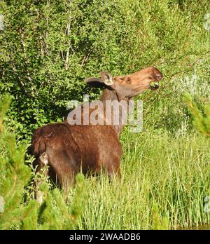 orignal de vache grignotant des saules en été dans le parc national de yellowstone, wyoming Banque D'Images