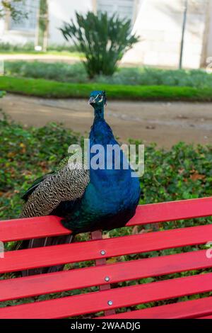 Paon perché tranquillement sur le banc de jardin, exsudant élégance et détente. Banque D'Images