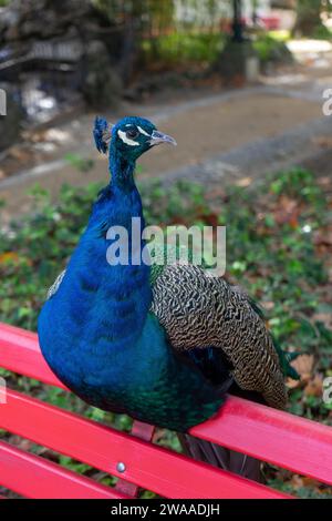 Paon perché tranquillement sur le banc de jardin, exsudant élégance et détente. Banque D'Images