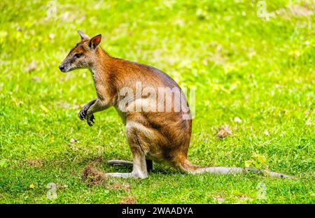 Portrait d'un wallaby à cou rouge sur une prairie verte. Notamacropus rufogriseus. Le wallaby de Bennett. Kangourou. Banque D'Images