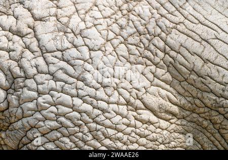 Gros plan sur la peau d'éléphant. Peau grise, épaisse, ridée, coriacée. Fond ou texture. Banque D'Images