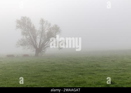 Arbre solitaire sur le bord d'une prairie floue par le brouillard printanier Banque D'Images