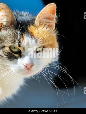 Gros plan portrait d'un chat calico avec les yeux verts dans une lumière naturelle douce. Banque D'Images