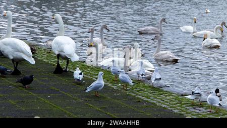 Un groupe d'oiseaux sur la rive d'un lac à Reykjavik, Islande. Le groupe d'oiseaux se compose de cygnes, de goélands et de pigeons Banque D'Images