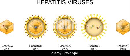 Structure et anatomie des virions de cinq virus connus de l'hépatite humaine : a, B, C, D et E. ensemble d'icônes Illustration de Vecteur