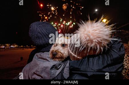 photo shows : réveillon du nouvel an à St Ives en Cornwall les propriétaires de chiens protègent les oreilles de ce cockapoo alors que les feux d’artifice commencent. Les habitants s'habillent en dre chic Banque D'Images