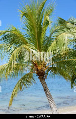 Cocotiers cotiers richement à un ciel bleu, île de Praslin, Seychelles. Océan Indien Banque D'Images