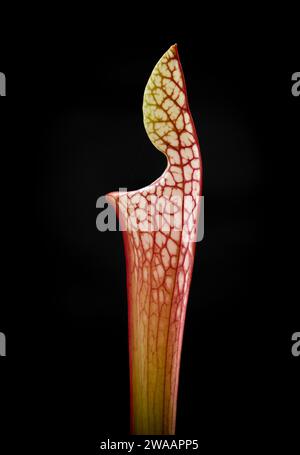 Photo macro de la plante de pichet blanc (Sarracenia Leucophylla) Banque D'Images