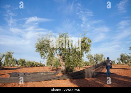 Cueilleur d'olives déplaçant le filet de collecte entre les arbres. Scène de saison de récolte des olives de table Banque D'Images