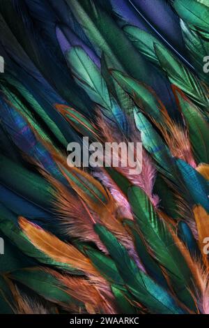 Gros plan coloré de plumes de poulet. Couleurs chatoyantes de l'aile. Banque D'Images