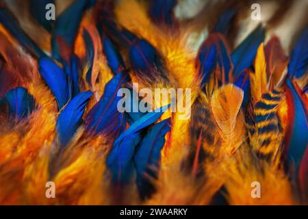 Photographie rapprochée des couleurs chatoyantes de l'aile de Chiken. Plumes bleues colorées avec fond jaune vif pelucheux. Plumage des coqs. Banque D'Images