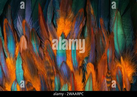 Gros plan coloré de plumes de poulet. Couleurs chatoyantes de l'aile. Banque D'Images