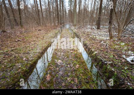 Eau sur la route dans la forêt, jour de mars dans l'est de la Pologne Banque D'Images