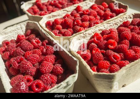 Framboises rouges fraîches dans des contenants de marché en papier Banque D'Images
