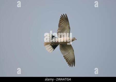 Colombe à col eurasien Streptopelia decaocto, en vol aérien, County Durham, Angleterre, Royaume-Uni, avril. Banque D'Images