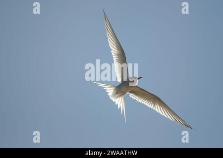 Sterne arctique Sterna paradisaea, en vol, rétro-éclairé, Écosse, Royaume-Uni, juin. Banque D'Images