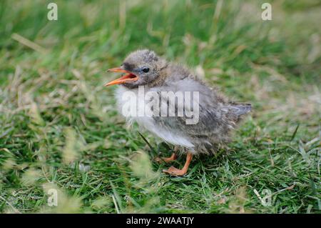 Sterne arctique Sterna paradisaea, poussin bien cultivé appelant à la nourriture dans la colonie de reproduction, îles Farne, Northumberland, Angleterre, Royaume-Uni, juin. Banque D'Images