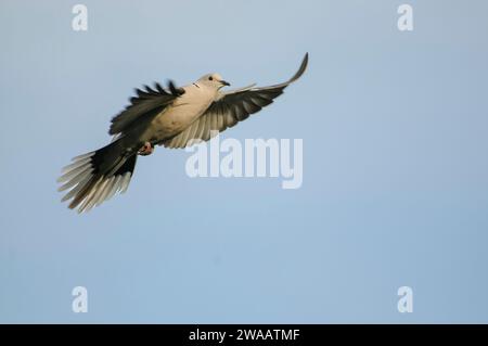 Colombe à col eurasien Streptopelia decaocto, en vol aérien, County Durham, Angleterre, Royaume-Uni, avril. Banque D'Images