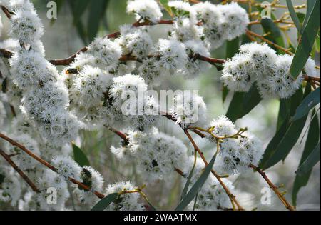 Fleurs blanches de Gomme des neiges indigène australienne, Eucalyptus pauciflora, famille des Myrtaceae, poussant dans la région des Snowy Mountains, Nouvelle-Galles du Sud. Floraison printemps été Banque D'Images