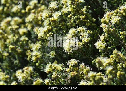 Fleurs jaunes de Kunzea muelleri, originaire d'Australie, famille des myrtaceae, poussant dans des landes subalpines dans la région des montagnes enneigées du sud-est de l'Australie Banque D'Images