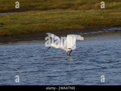 Spatule eurasienne Platalea leucorodia, alimentation juvénile dans une piscine peu profonde, réserve naturelle de Saltholme RSPB, Teesside, Angleterre, Royaume-Uni, novembre. Banque D'Images