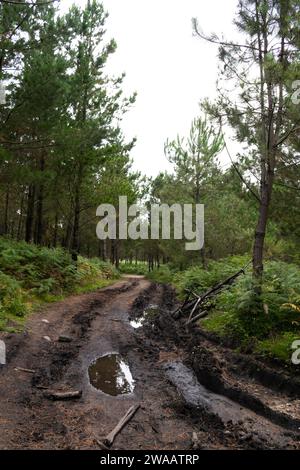 Une route de terre et de boue à travers une forêt dense Banque D'Images