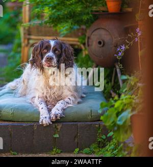 Un vieux chien Springer Spaniel anglais s'est assis sur son lit dans un jardin cottage par une journée d'été chaude et ensoleillée Banque D'Images