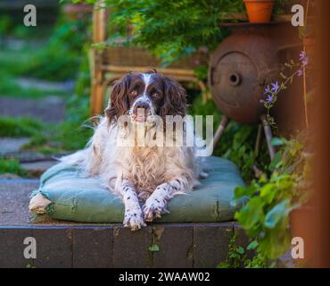 Un vieux chien Springer Spaniel anglais s'est assis sur son lit dans un jardin cottage par une journée d'été chaude et ensoleillée Banque D'Images