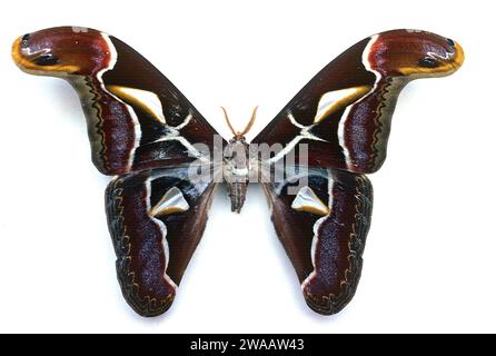 La teigne de l'Atlas d'Edward (Atacus edwardsii ou Archéoattacus edwardsii) est une espèce indigène de l'Asie du Sud. Surface dorsale. Banque D'Images