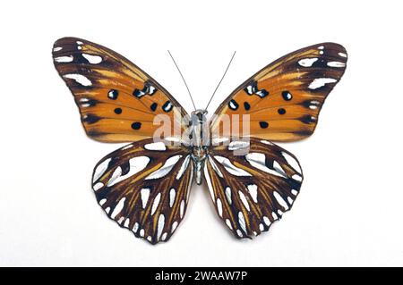 L'argentspot mexicain (Dione moneta) est un papillon originaire des Amériques. Surface ventrale. Banque D'Images