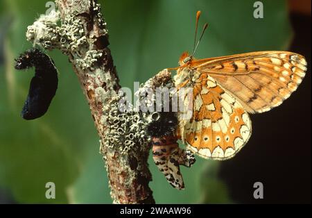 Le fritillaire de marais (Euphydryas aurina) est un papillon originaire d'Europe et d'Asie. Adulte émergent de de chrysalide. À gauche, la chrysalide parasitisée. Banque D'Images