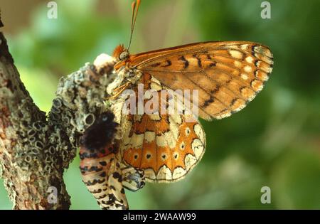 Le fritillaire de marais (Euphydryas aurina) est un papillon originaire d'Europe et d'Asie. Adulte émergent de de chrysalide. Banque D'Images