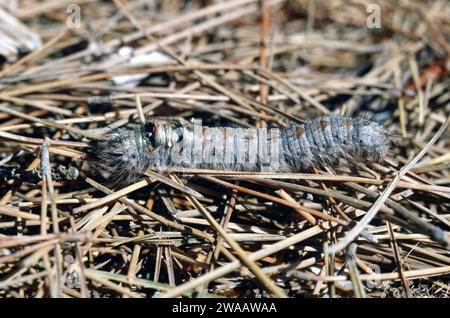 Lappet (Gastropacha quercifolia) est une espèce de papillon originaire d'Eurasie. Caterpillar. Banque D'Images