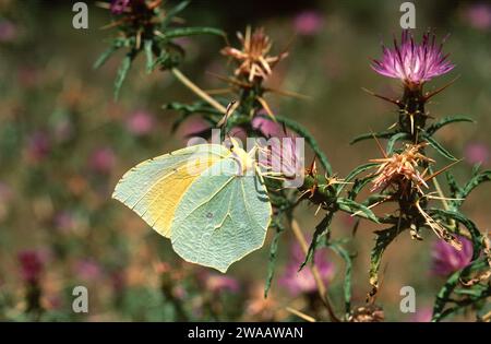 Le papillon Cleopatra (Gonepteryx cleopatra) est un papillon originaire du bassin méditerranéen. Homme Banque D'Images