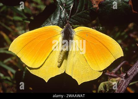 Le papillon Cleopatra (Gonepteryx cleopatra) est un papillon originaire du bassin méditerranéen. Homme Banque D'Images