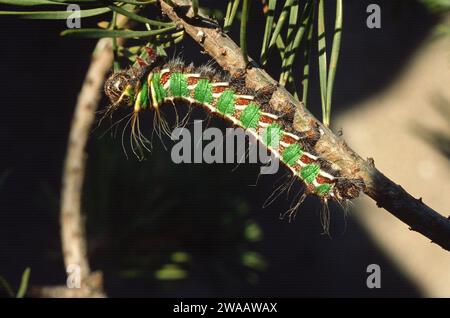 Le papillon des lune espagnol (Graellsia isabellae) est un papillon endémique de l'Espagne et de la France. Caterpillar sur une plante d'alimentation Pinus sylvestris. Banque D'Images