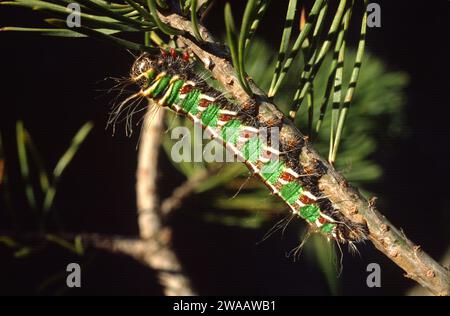 Le papillon des lune espagnol (Graellsia isabellae) est un papillon endémique de l'Espagne et de la France. Caterpillar sur une plante d'alimentation Pinus sylvestris. Banque D'Images