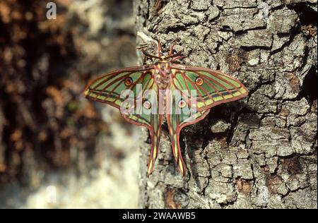 Le papillon des lune espagnol (Graellsia isabellae) est un papillon endémique de l'Espagne et de la France. Adulte. Banque D'Images