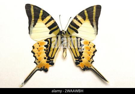 L'espadon à cinq barres (antiphates de Graphium) est un papillon originaire de l'Asie du Sud-est. Adulte, côté ventral. Banque D'Images